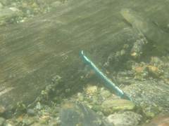 Stiphodon atropurpureus