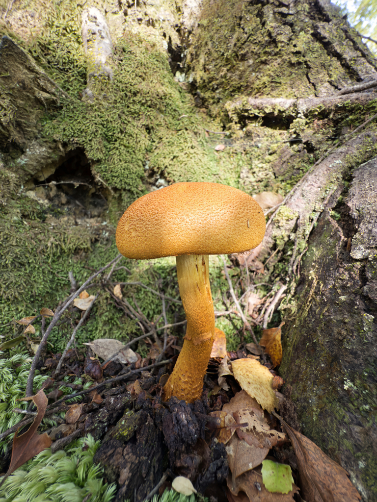 Thaxterogaster castoreus · May 2025 · photo: © jeremy_rolfe (iNaturalist, cc-by)