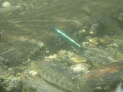Stiphodon atropurpureus