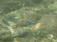 Stiphodon atropurpureus