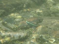 Stiphodon atropurpureus