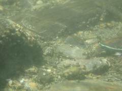 Stiphodon atropurpureus