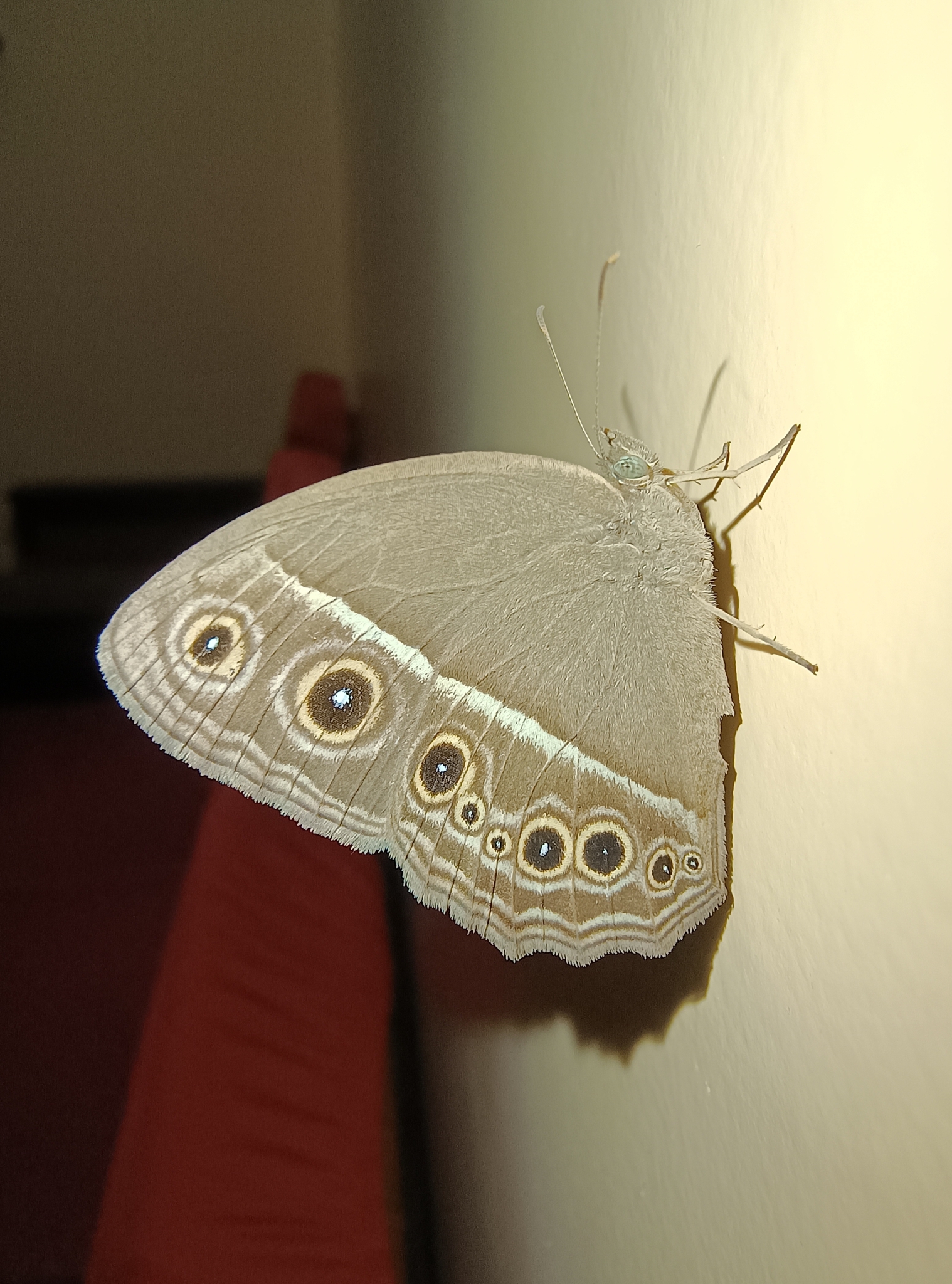 Dark-Branded Bushbrown