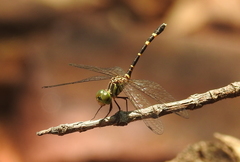Nannophlebia mudginberri