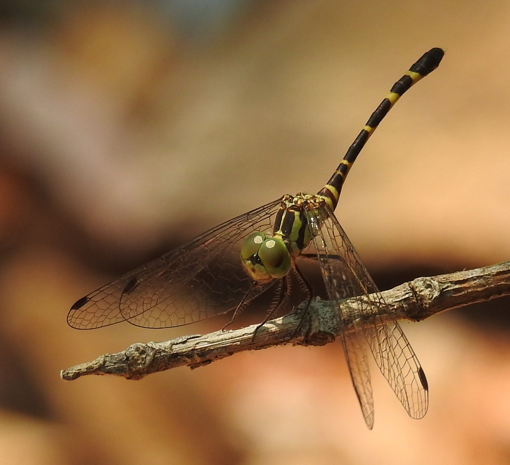 Top End Archtail