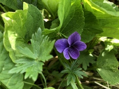 Viola kamtschadalorum