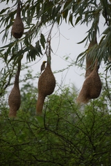 Ploceus philippinus