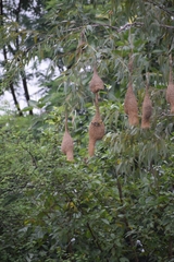 Ploceus philippinus