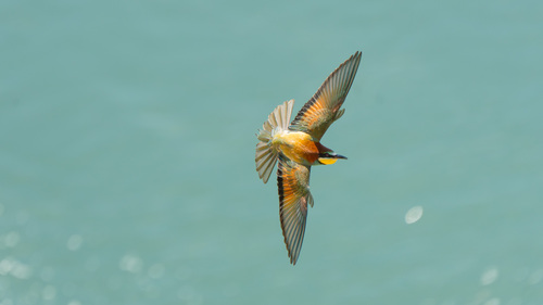 Foto de European Bee-eater