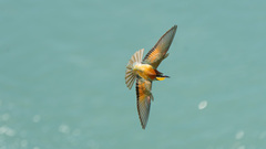 European Bee-Eater photo 3