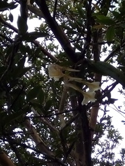 Rodriguezia granadensis