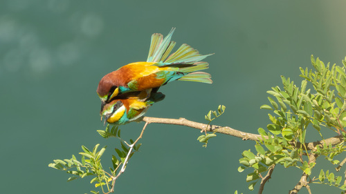 Foto de European Bee-eater