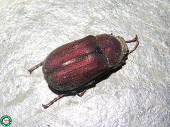 Rhinaspis aenea