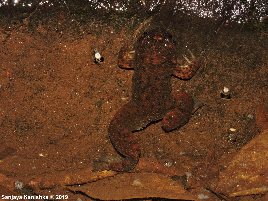 Dumbara Corrugated Frog