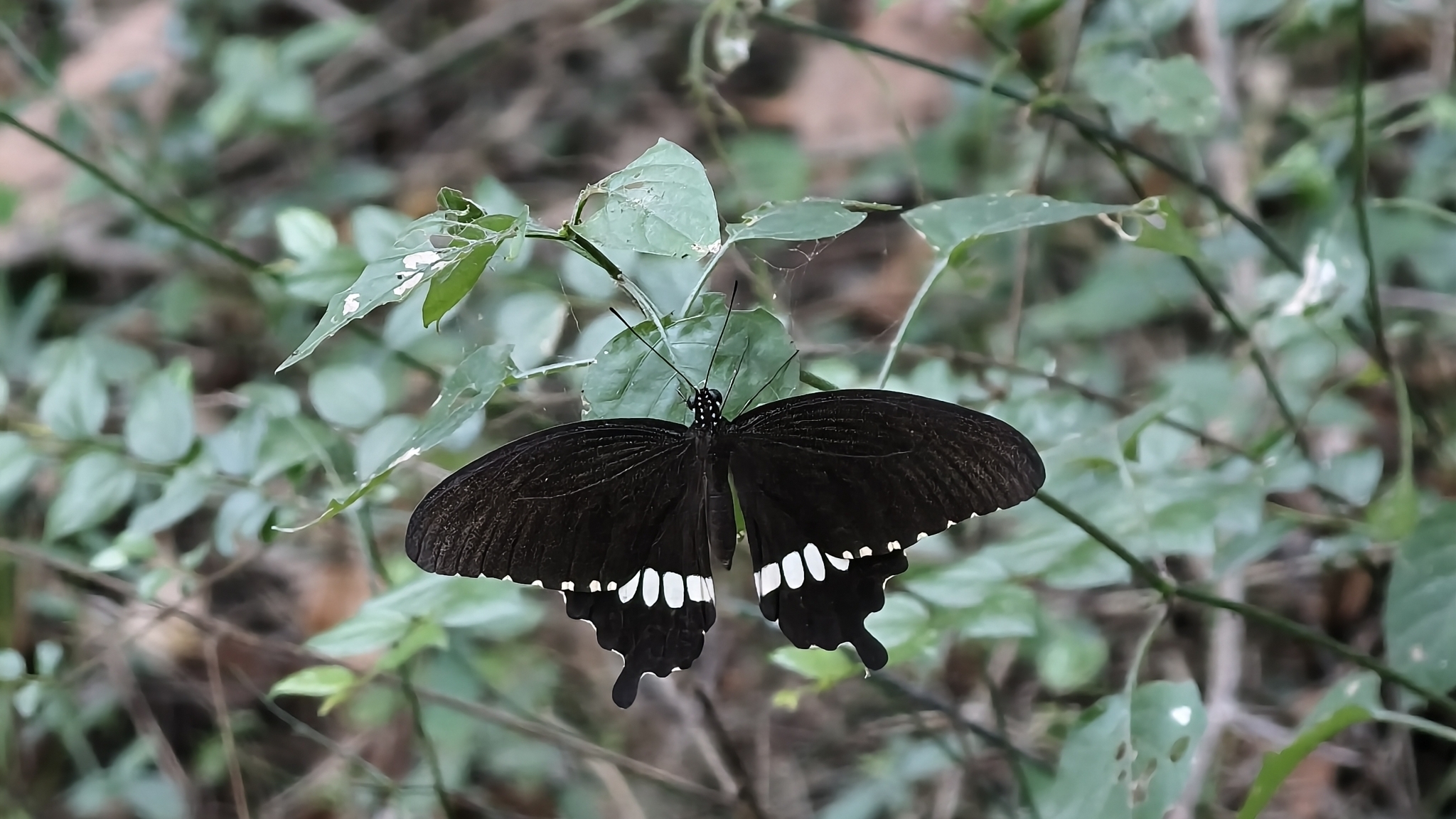 Common Mormon