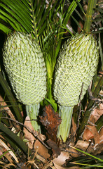 Macrozamia communis