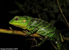 Calotes pethiyagodai