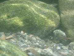 Sicyopterus lagocephalus