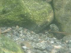 Sicyopterus lagocephalus