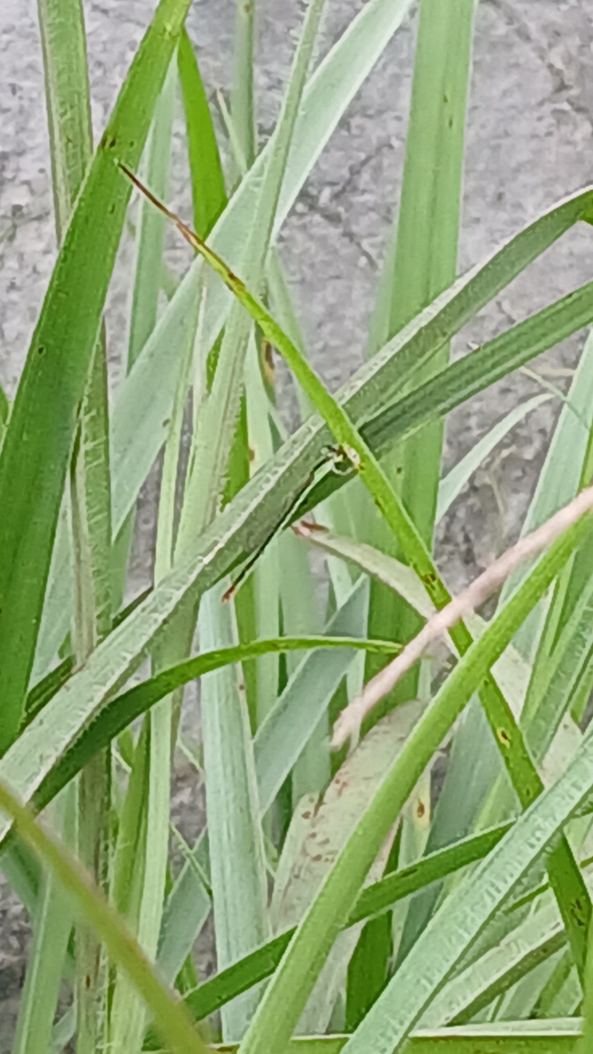 Pygmy Dartlet