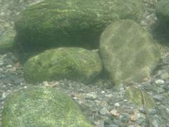 Sicyopterus lagocephalus