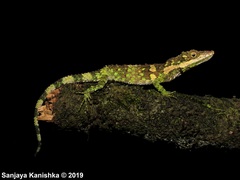 Dumbara Agama photo 1