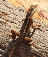 Lophognathus gilberti