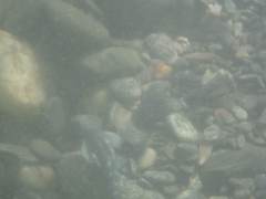 Sicyopterus lagocephalus