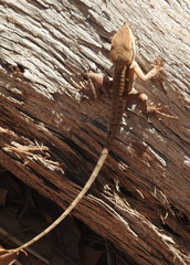 Lophognathus gilberti