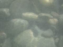 Sicyopterus lagocephalus