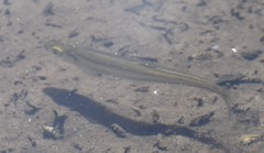 Notropis rubellus