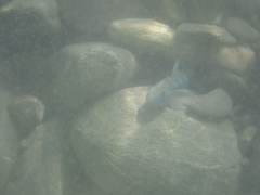 Sicyopterus lagocephalus
