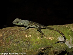 Calotes pethiyagodai