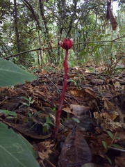 Monotropa coccinea