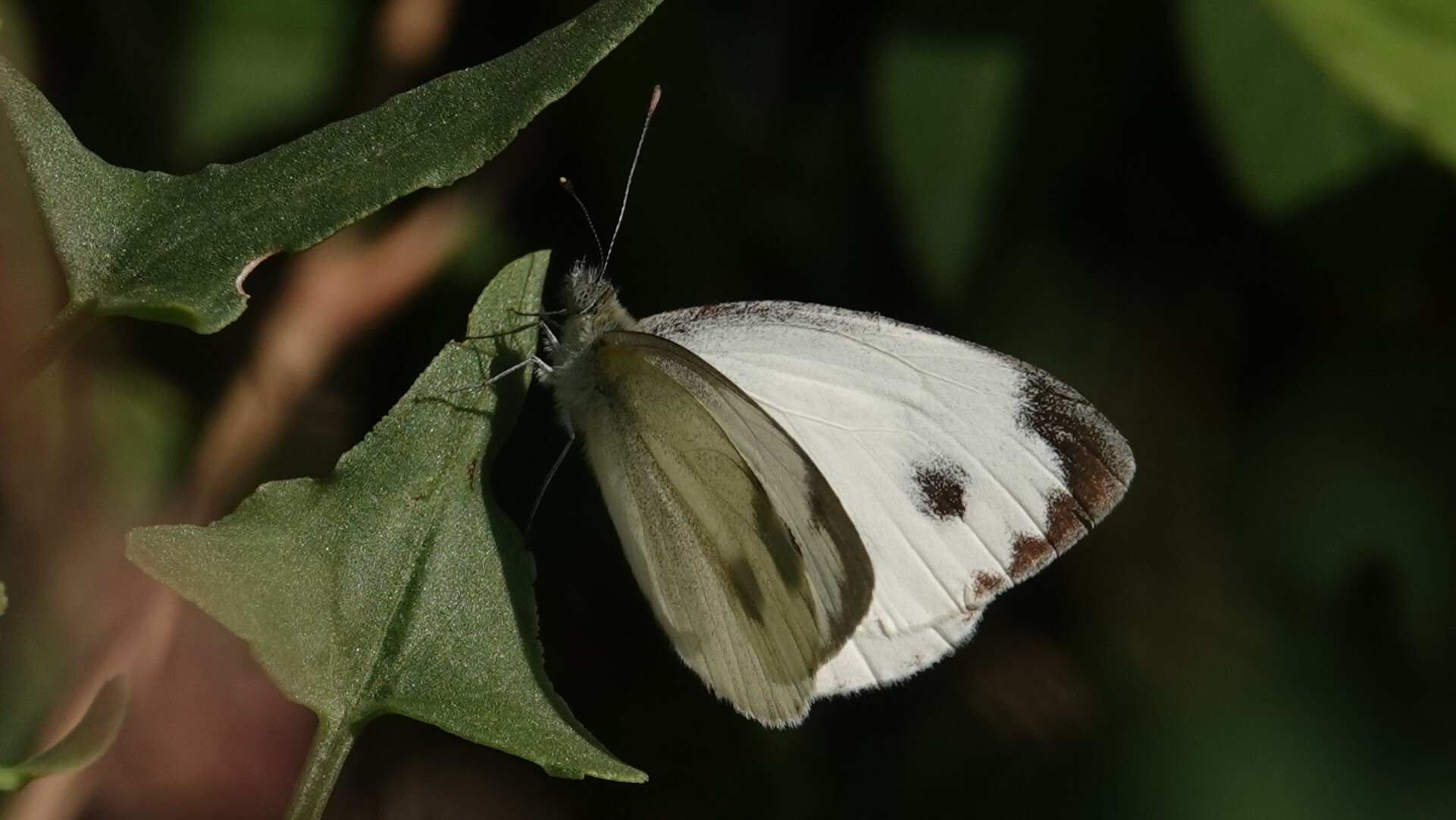 Asian Cabbage White