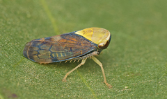 Brunotartessus fulvus