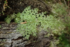 Hymenophyllum flexuosum