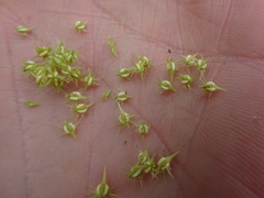 Rumex persicarioides