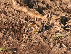 Eutrepsia haemataria