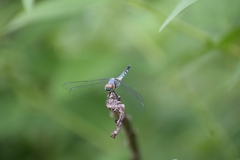 Brachydiplax