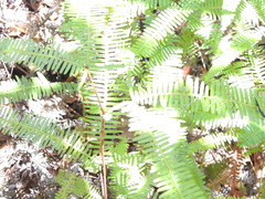 Dicranopteris linearis linearis