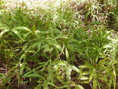 Dicranopteris linearis linearis