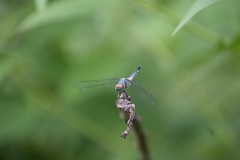 Brachydiplax