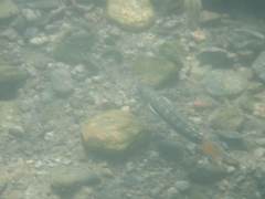 Sicyopterus lagocephalus