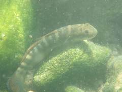 Sicyopterus
