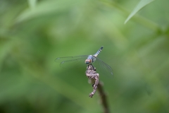 Brachydiplax