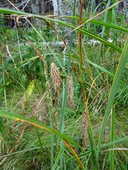 Carex paleacea