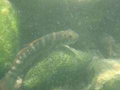 Sicyopterus