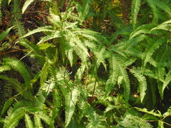 Dicranopteris linearis linearis