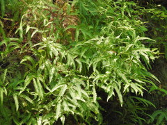 Dicranopteris linearis linearis